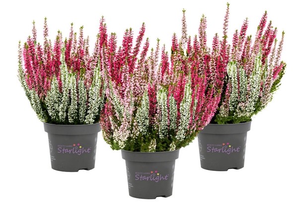 Calluna vulgaris Starlight Trio Ameties (13 cm)