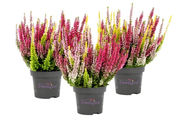 Calluna vulgaris Starlight Trio Melody (13 cm)