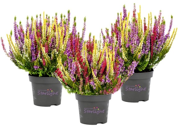 Calluna vulgaris Starlight Trio Milka (13 cm)