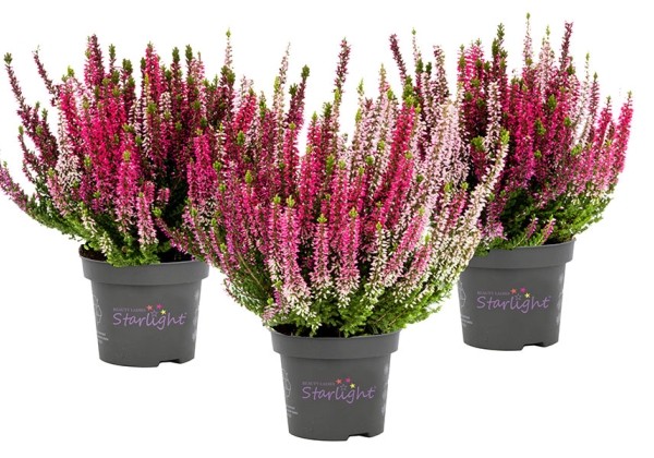 Calluna vulgaris Starlight Trio Wildberry Wonder (13 cm)