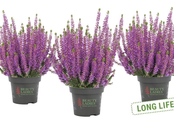 Calluna vulgaris Beauty Ladies Lyna