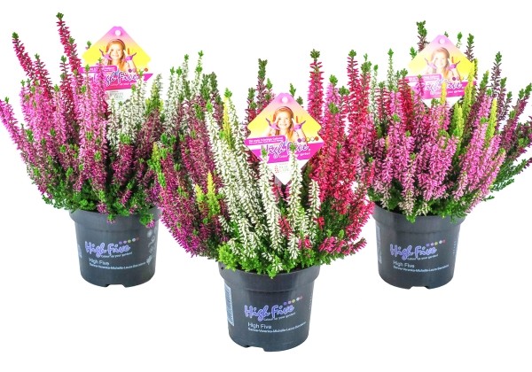 Calluna vulgaris Beauty Ladies High Five (11 cm)