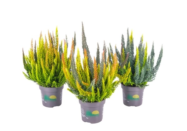 Calluna vulgaris Skyline Trio (11 cm)