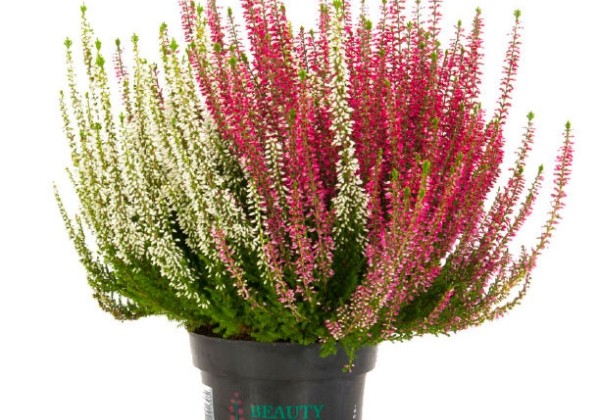 Calluna vulgaris Beauty Ladies Twins (13 cm)
