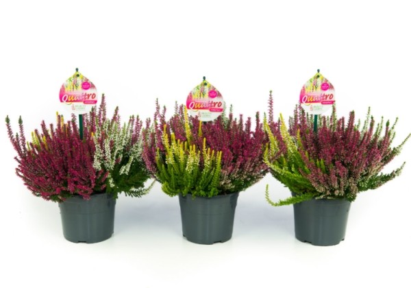 Calluna vulgaris Beauty Ladies Quattro`s (13 cm)