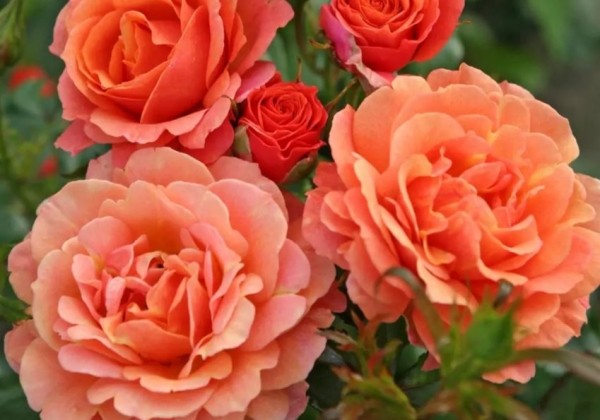 Rosa Lambada, 2l podā