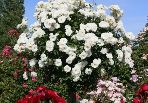 Rosa Schneewittchen, 2l podā