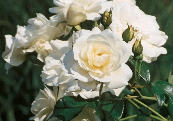 Rosa Schneewittchen, 2l podā