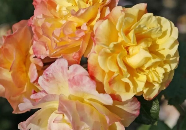 Rosa Moonlight, 2l podā