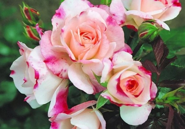 Rosa Rosenstadt Freising, 2l podā