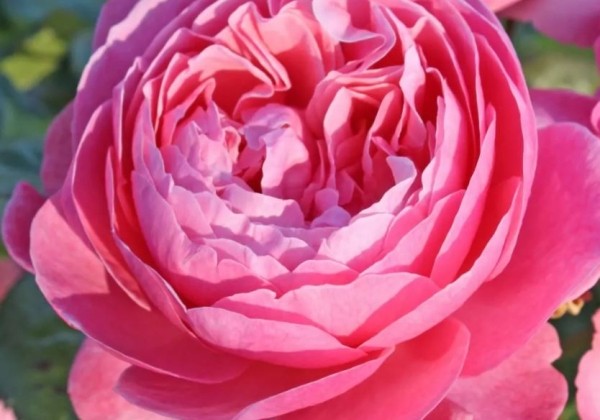 Rosa Flora Colonia, 2l podā