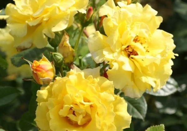 Rosa Lichtkönigin Lucia, 2l podā