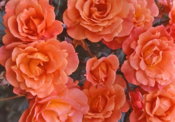 Rosa Westerland, 2l podā