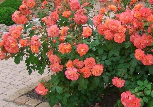 Rosa Westerland, 2l podā