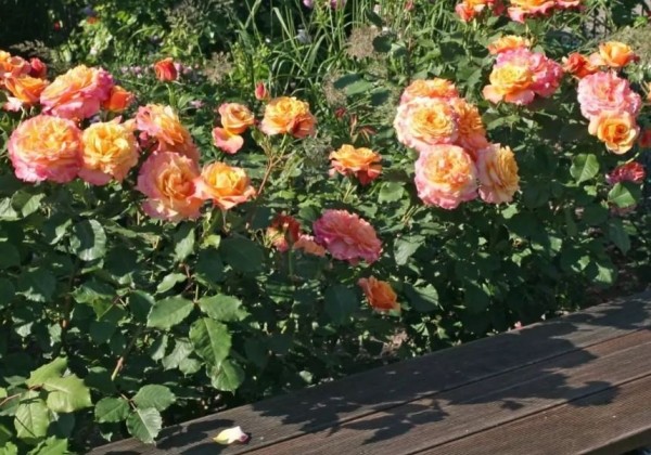 Rosa La Villa Cotta, 2l podā