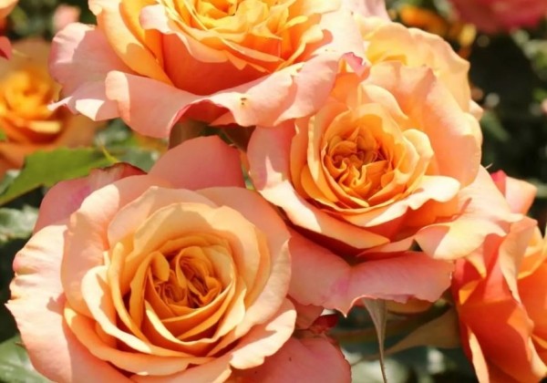 Rosa La Villa Cotta, 2l podā