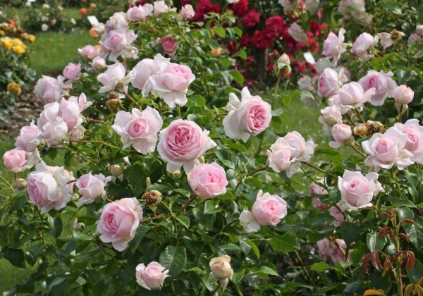 Rosa Wellenspiel, 2l podā