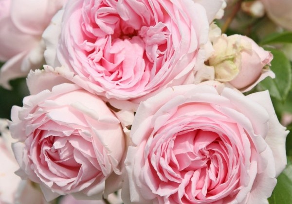 Rosa Wellenspiel, 2l podā
