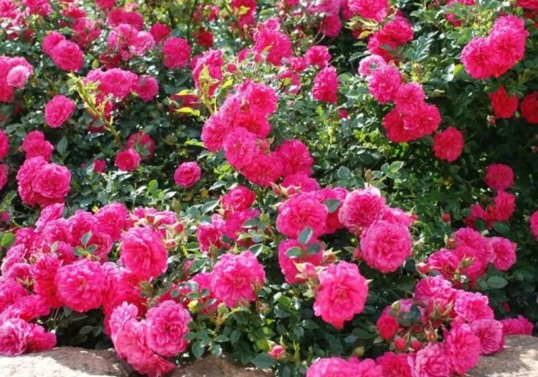 Rosa Knirps, augststumbrs 60cm