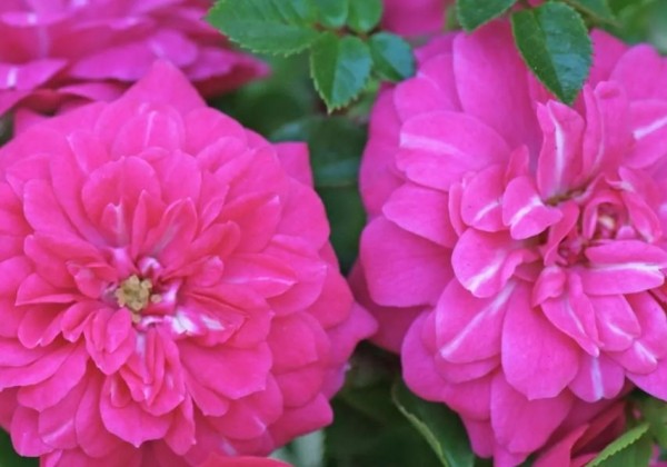 Rosa Knirps, augststumbrs 60cm