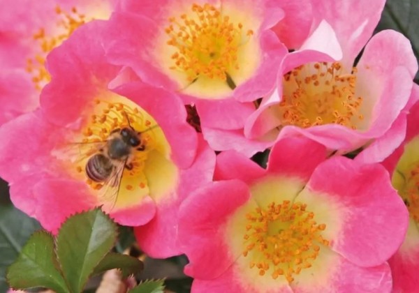 Rosa Topolina, 2l podā