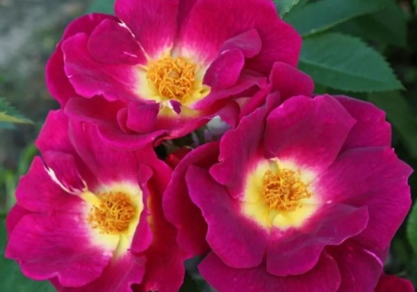Rosa Weg der Sinne, 2l podā