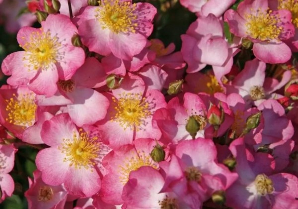 Rosa Juanita, 2l podā