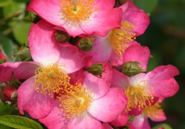 Rosa Juanita, 2l podā