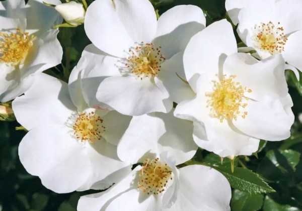 Rosa Escimo, 2l podā