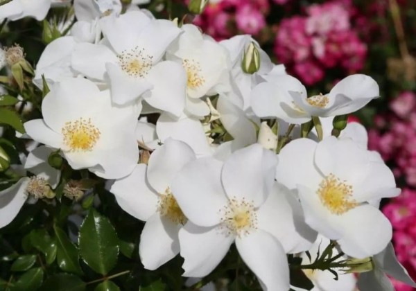 Rosa Escimo, 2l podā