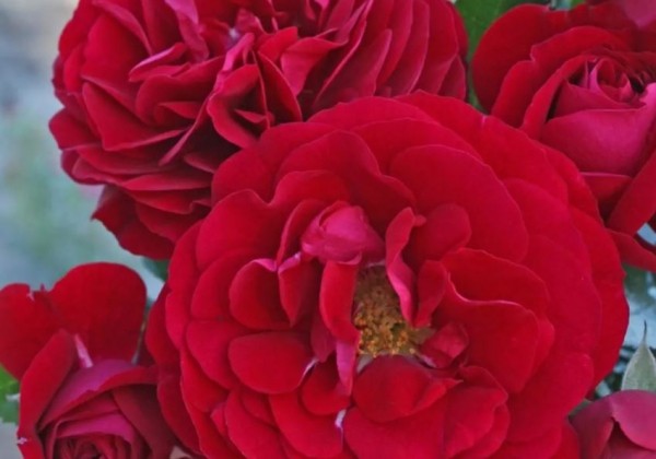 Rosa Bordeaux, 2l podā