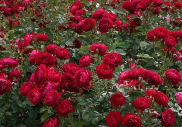 Rosa Bordeaux, 2l podā