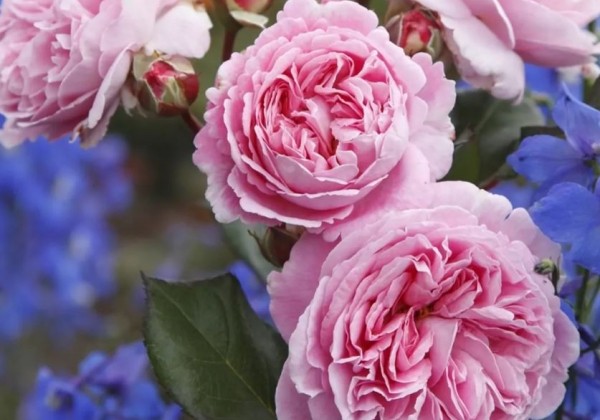 Rosa Rosengräfin Marie Henriette, augststumbrs 60cm