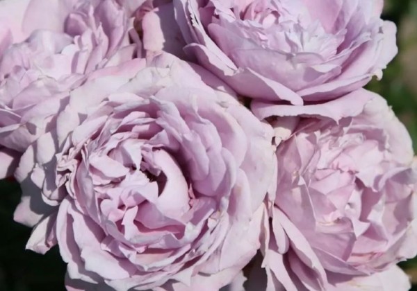 Rosa Novalis, 2l podā