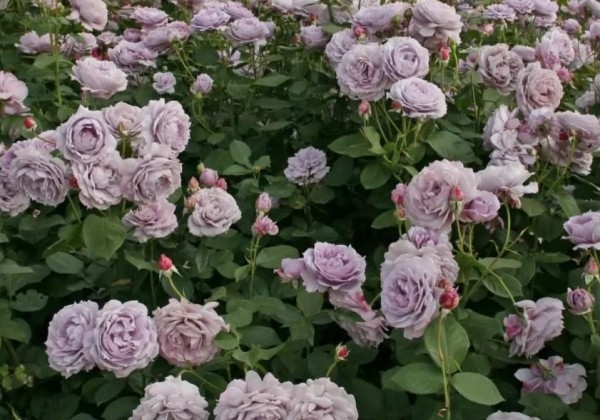 Rosa Novalis, 2l podā
