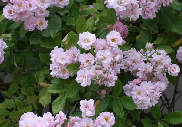Rosa Bonny