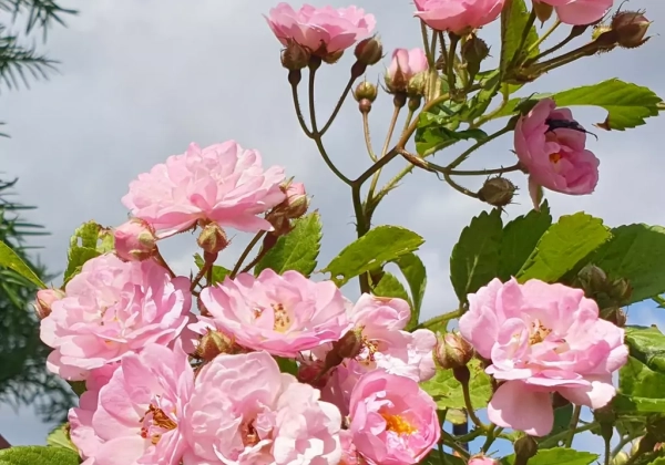 Rosa Bonny