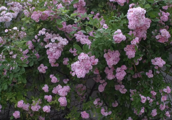 Rosa Bonny
