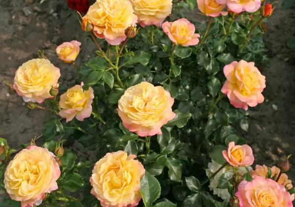 Rosa Rose der Hoffnung, 2l podā