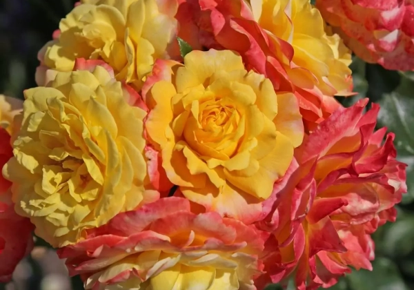 Rosa Rose der Hoffnung, 2l podā