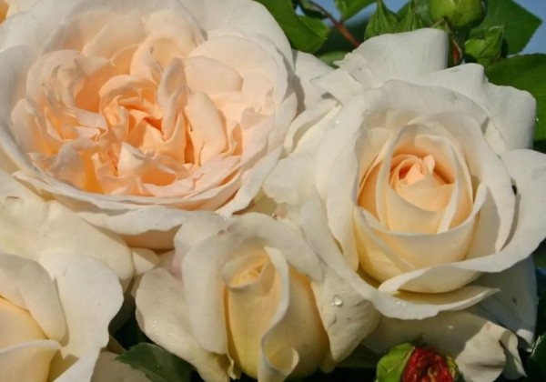 Rosa Kosmos, 2l podā