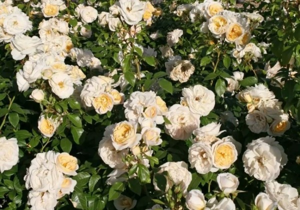 Rosa Kosmos, 2l podā