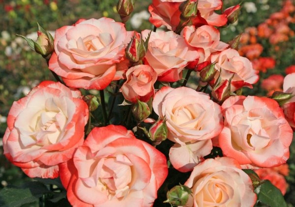 Rosa Auf die Freundschaft, 2l podā