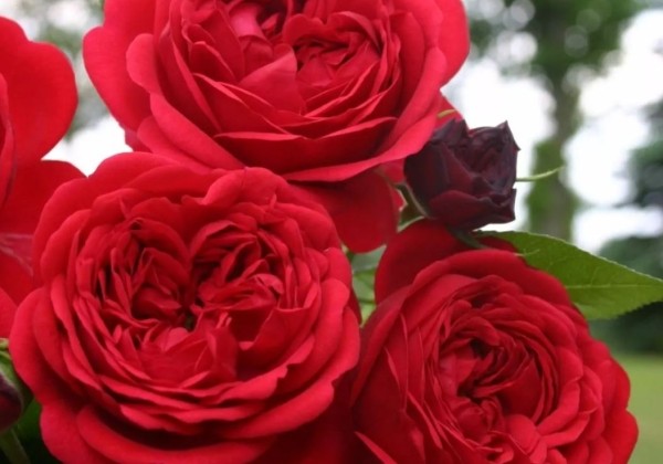 Rosa Out of Rosenheim, 2l podā