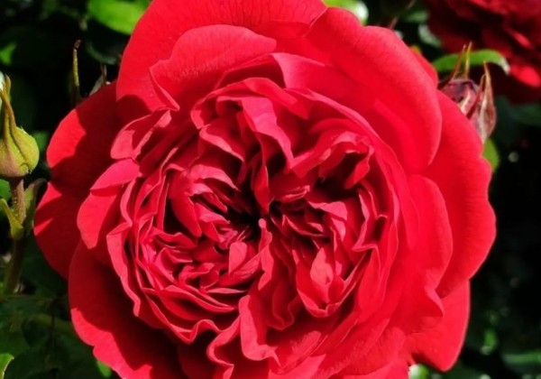 Rosa Out of Rosenheim, 2l podā