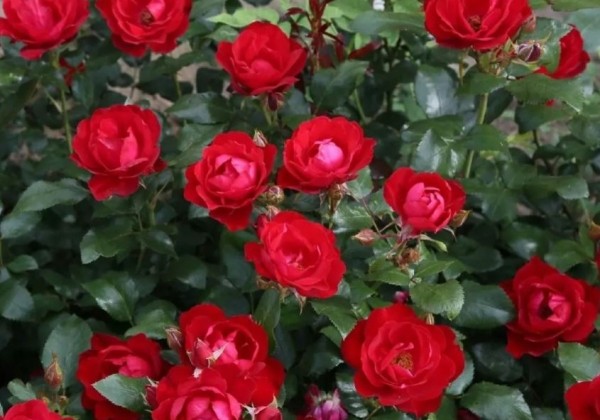 Rosa Milano