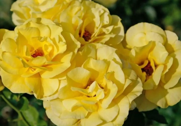 Rosa Friesia