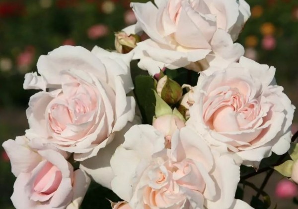 Rosa Constanze Mozart