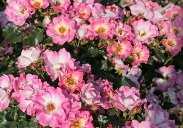 Rosa Dolomiti, 2l podā