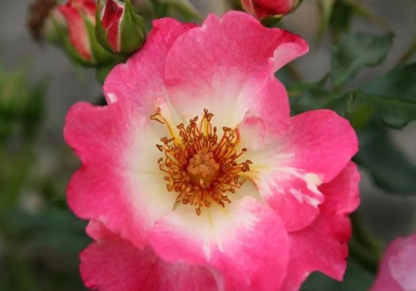Rosa Dolomiti, 2l podā